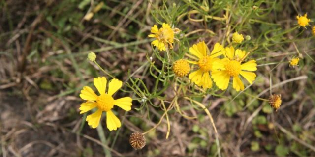 acemella-analgesico-antirughe-naturale