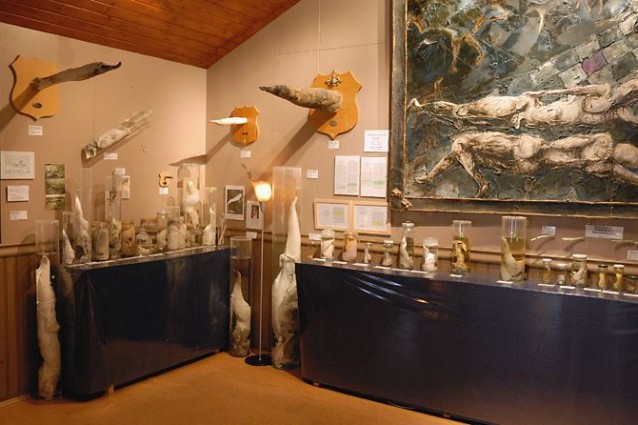 museo-pene