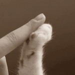dammi il cinque zampina gatto