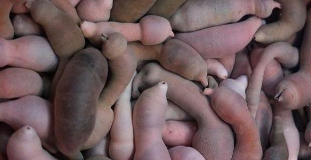 pesce-pene