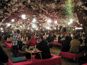 maruyama-hanami