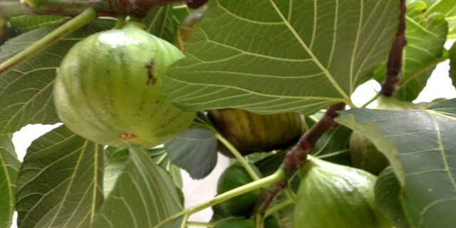 fichi