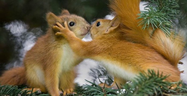 Valentine's Day Animal Love