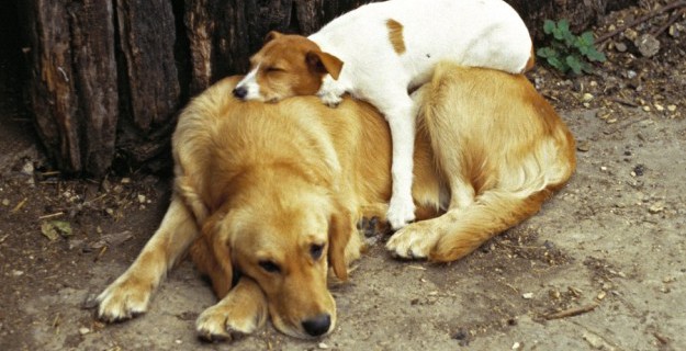 Valentine's Day Animal Love