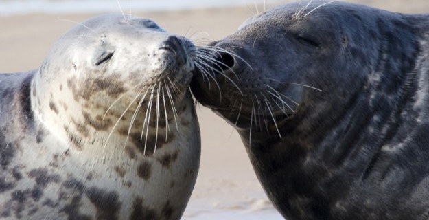 Valentine's Day Animal Love