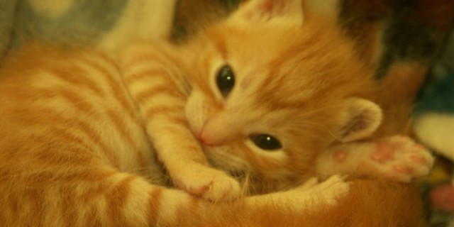 17 febbraio 2014 Giornata internazionale del gatto