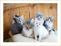 Il gatto, una creatura affascinante ed enigmatica. Per molti ma non per tutti! Alcune curiosità sul nostro adorabile amico