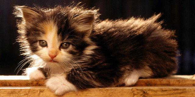 17 febbraio 2014 Giornata internazionale del gatto
