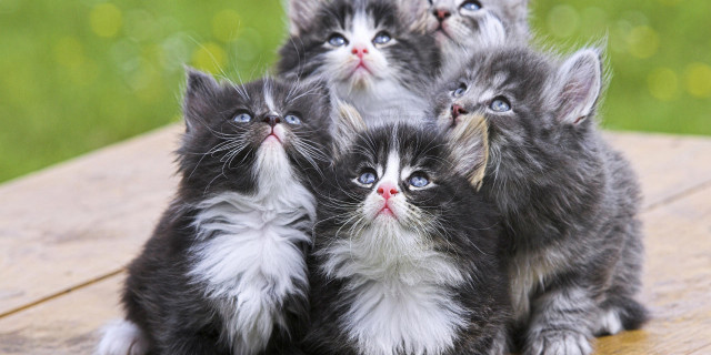 17 febbraio 2014 Giornata internazionale del gatto