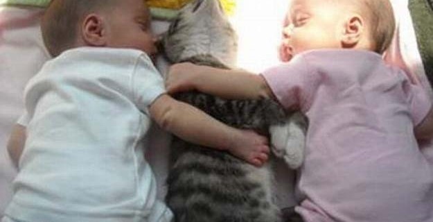 17 febbraio 2014 Giornata internazionale del gatto