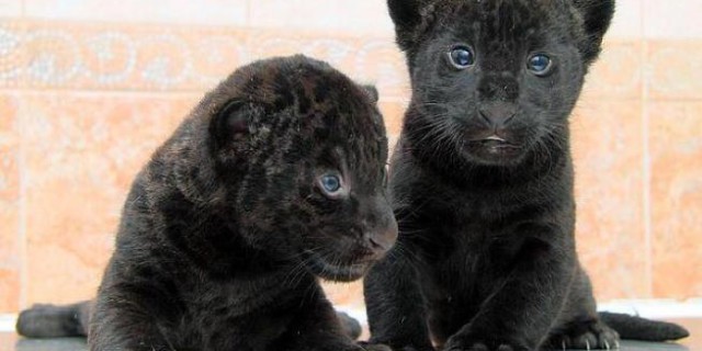 Due cuccioli in cerca di nome