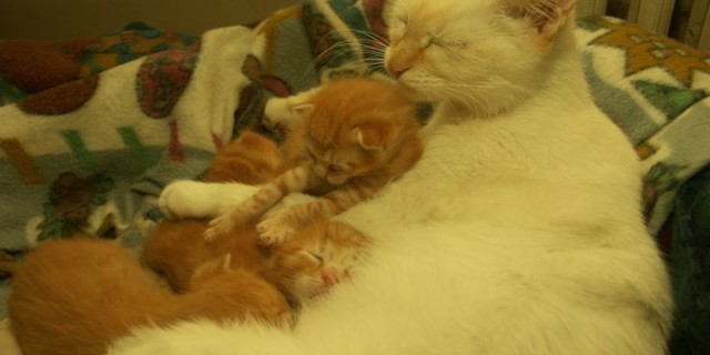 17 febbraio 2014 Giornata internazionale del gatto