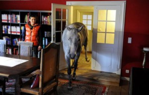 Nadar: il cavallo che vive in casa come se fosse un cane.