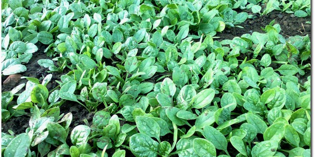 Spinaci_110408_0