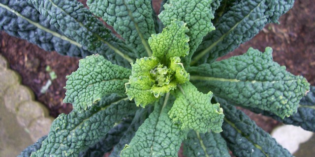 cavolo-nero-close-up