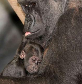 Chicago: la cucciola di gorilla ora ha un nome. Si chiama Nora