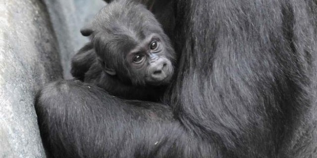Chicago: la cucciola di gorilla ora ha un nome. Si chiama Nora