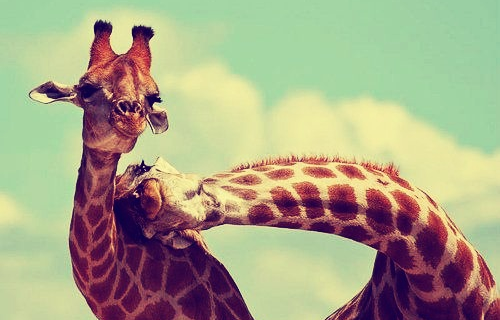 (foto:Web)