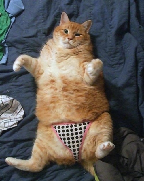 (foto:Web)
