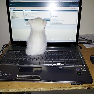 (foto:Web)
