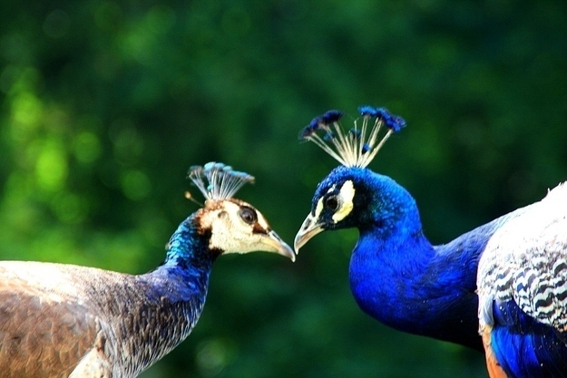 30 foto di animali che si baciano che vi faranno impazzire