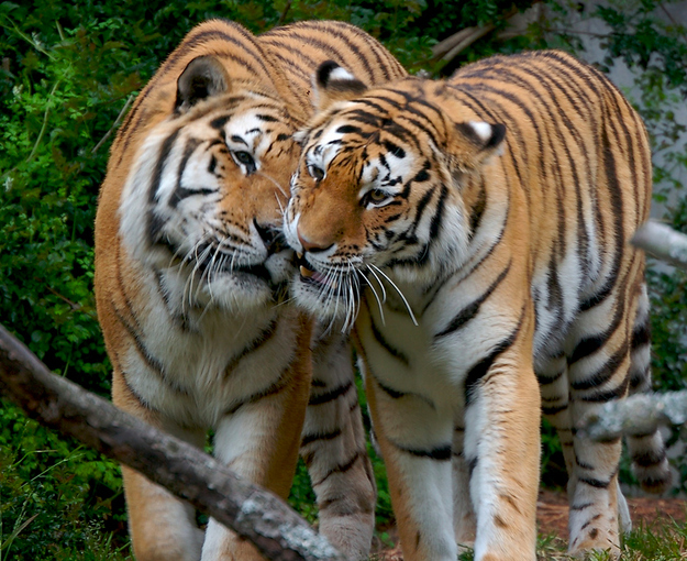 30 foto di animali che si baciano che vi faranno impazzire