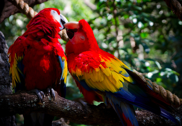 30 foto di animali che si baciano che vi faranno impazzire