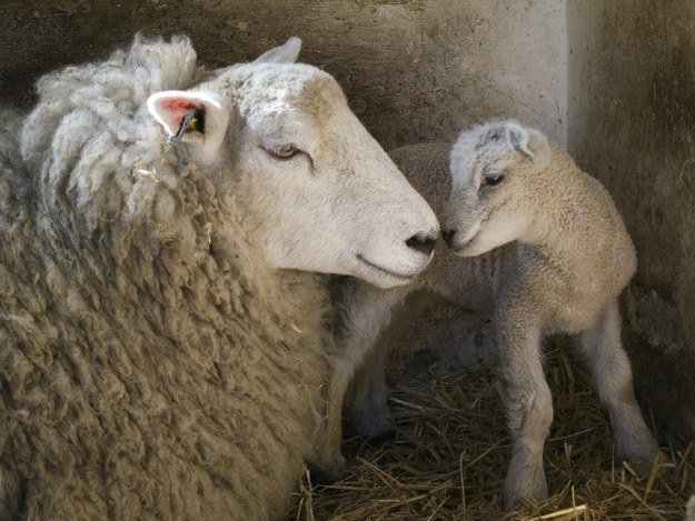 30 foto di animali che si baciano che vi faranno impazzire