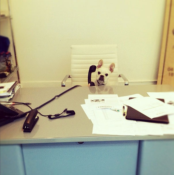 fonte: animalsdoinghumanthings.com