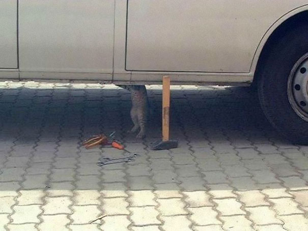 Animali che fanno cose da umani