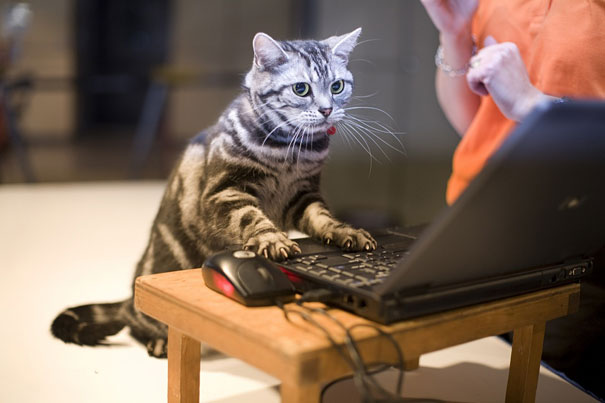 Animali che fanno cose da umani