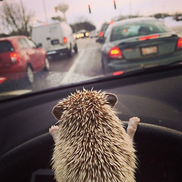 Animali che fanno cose da umani
