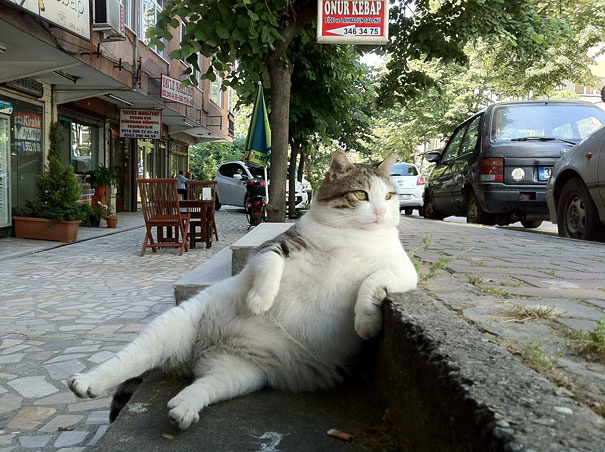 Animali che fanno cose da umani
