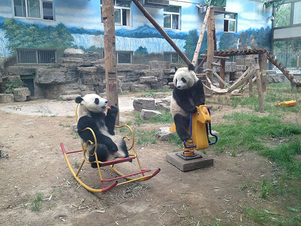 Animali che fanno cose da umani
