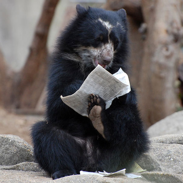 Animali che fanno cose da umani