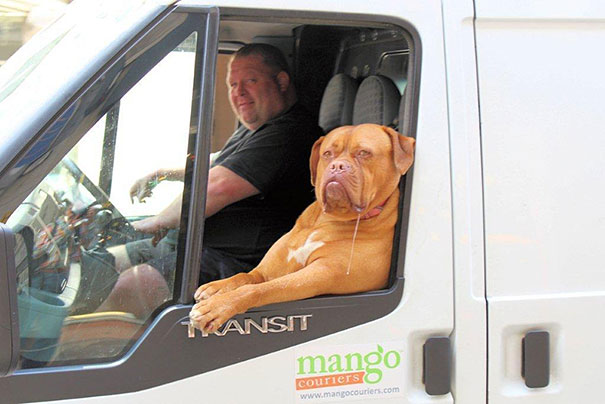 Animali che fanno cose da umani