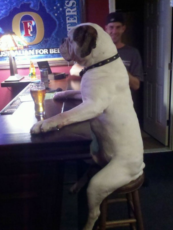 Animali che fanno cose da umani