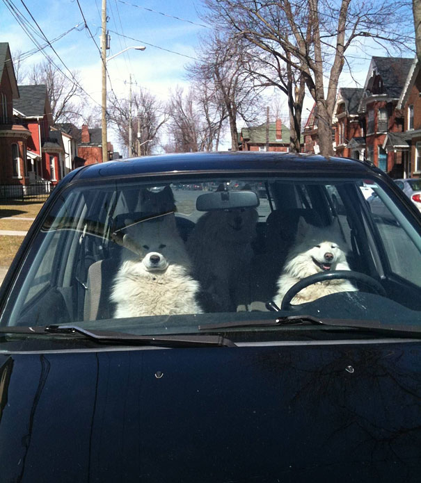 Animali che fanno cose da umani