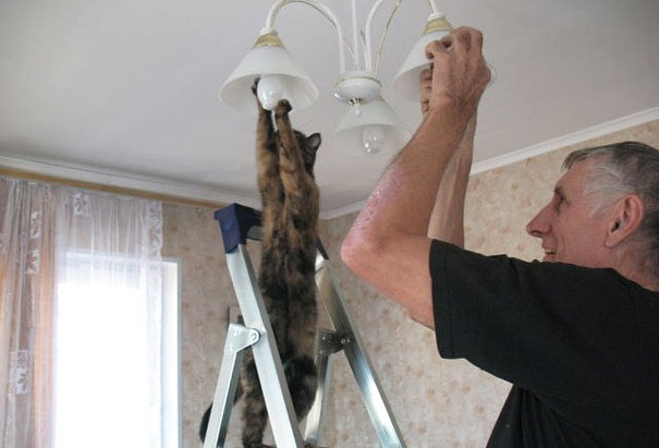 Animali che fanno cose da umani