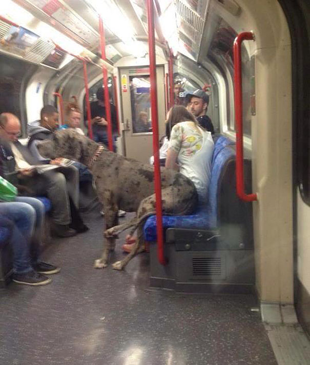 Animali che fanno cose da umani