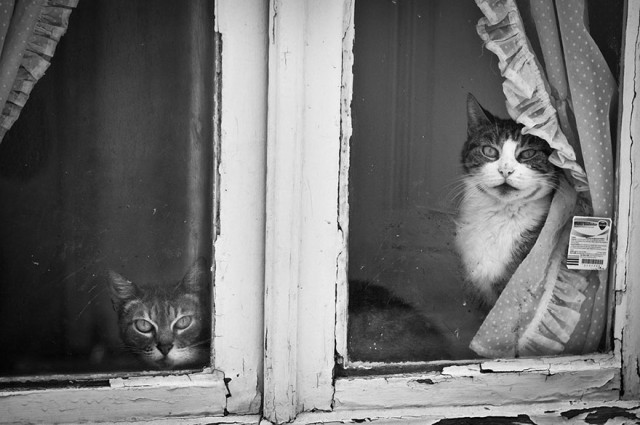 (foto:Web)