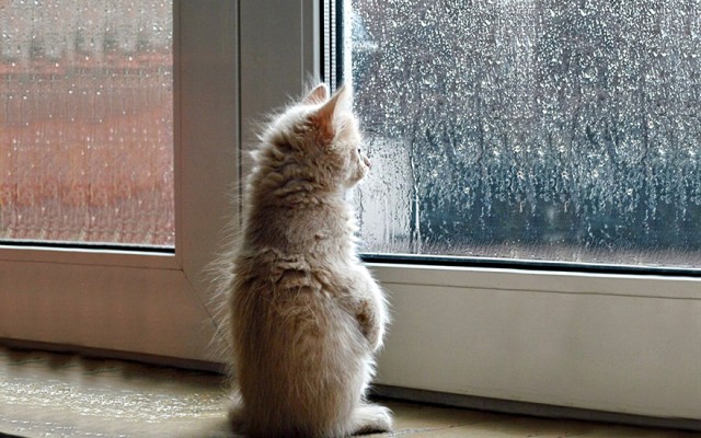 (foto:Web)