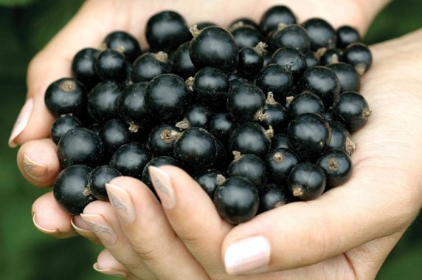 Pressione bassa o ipotensione? Ecco come sconfiggerla con i rimedi naturali!