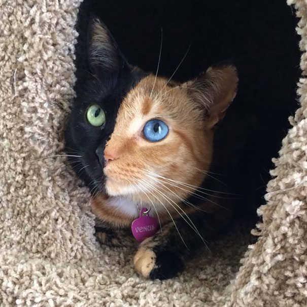 (foto: BoredPanda)