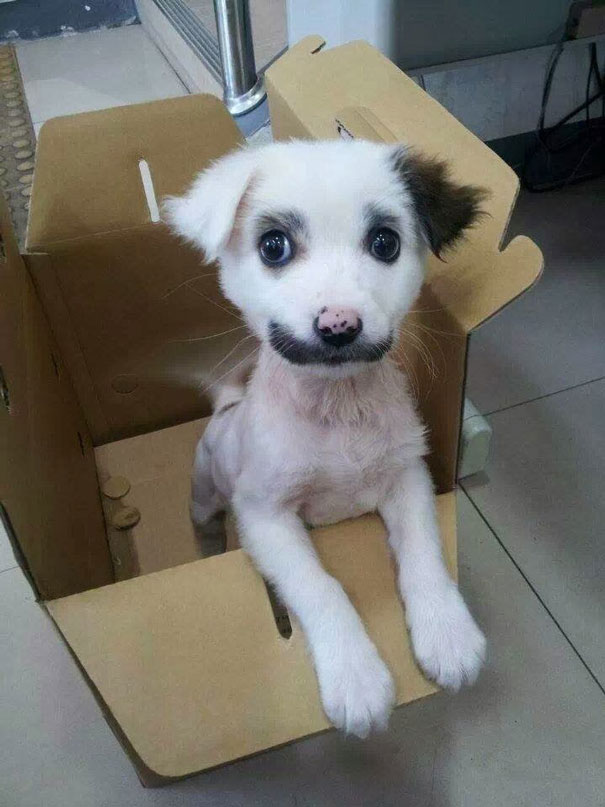 (foto: BoredPanda)
