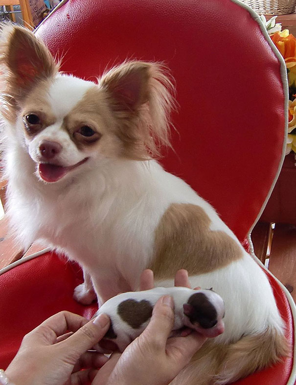 (foto: BoredPanda)