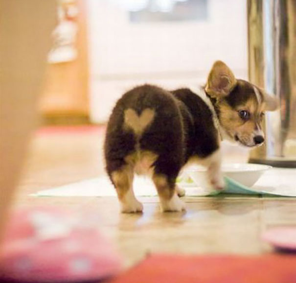 (foto: BoredPanda)