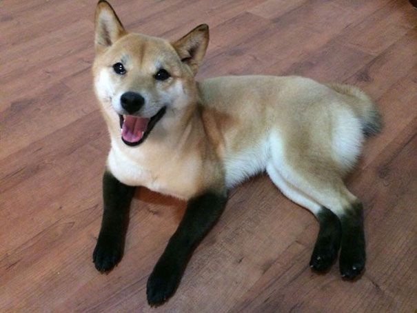 (foto: BoredPanda)