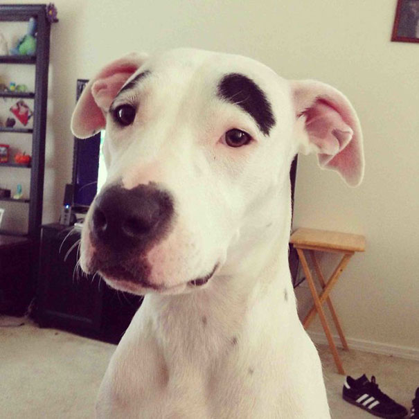 (foto: BoredPanda)