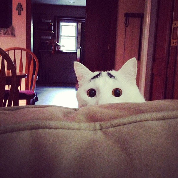 (foto: BoredPanda)